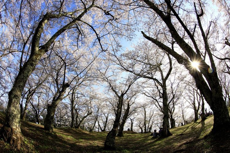 Mount Kōjōyama