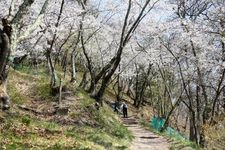 Tourist destination images of Mount Kōjōyama(2)