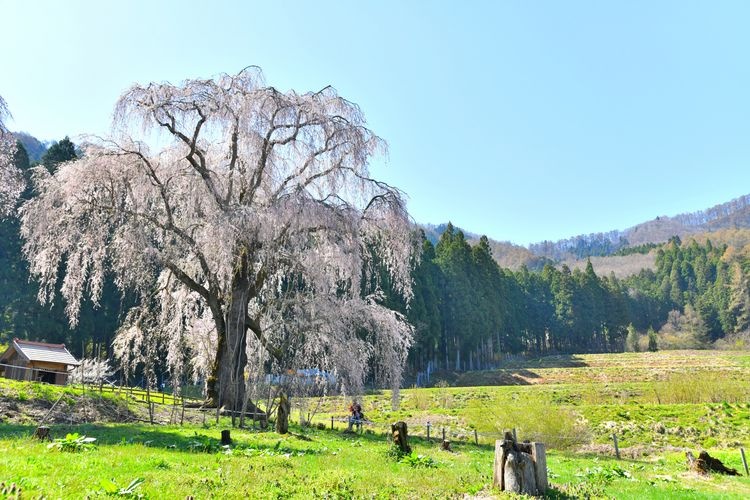 Mizunaka no Shidarezakura