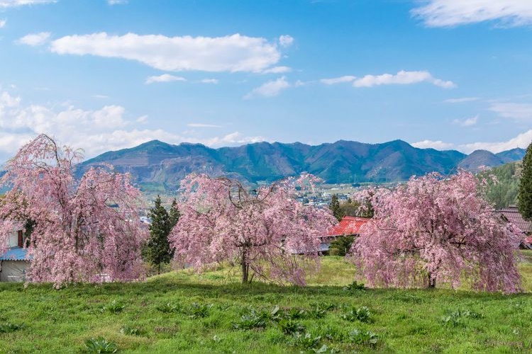 Mizunaka Weeping Cherry Tree