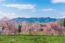 Tourist destination images of Mizunaka Weeping Cherry Tree(1)