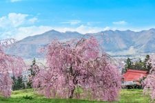 Tourist destination images of Mizunaka Weeping Cherry Tree(2)