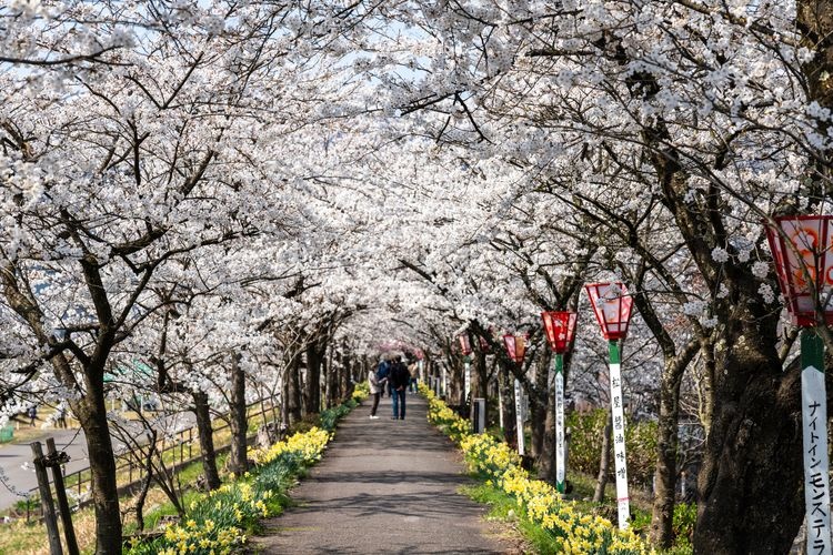 Tourist destination images of Katsuyama Benten Sakura(2)