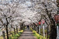 Tourist destination images of Katsuyama Benten Sakura(2)