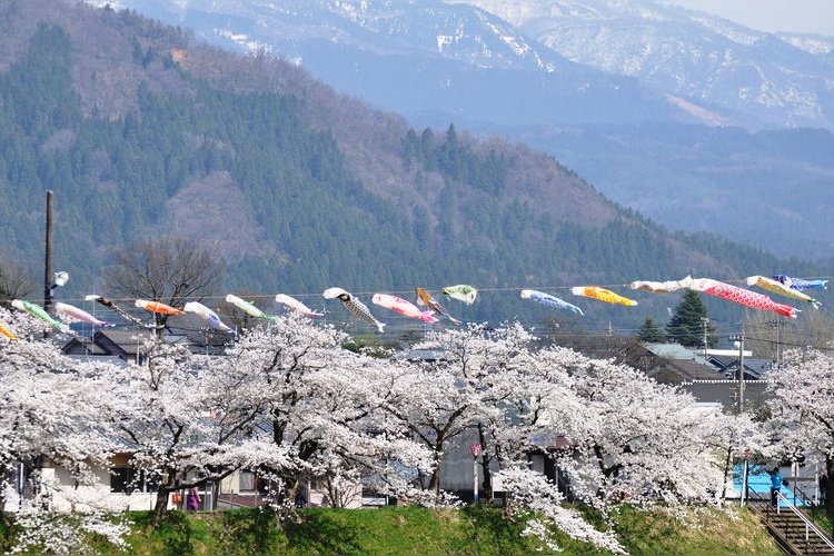 Katsuyama Benten Sakura