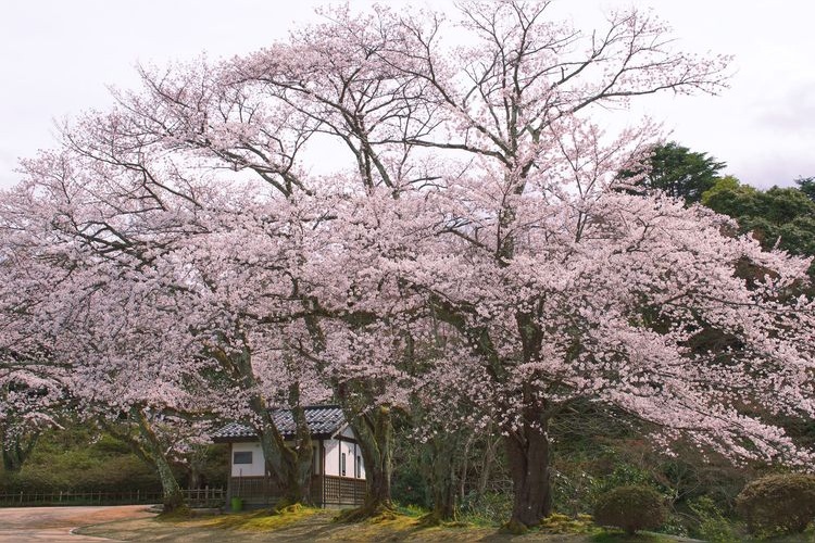 Komaruyama Castle Ruins Park