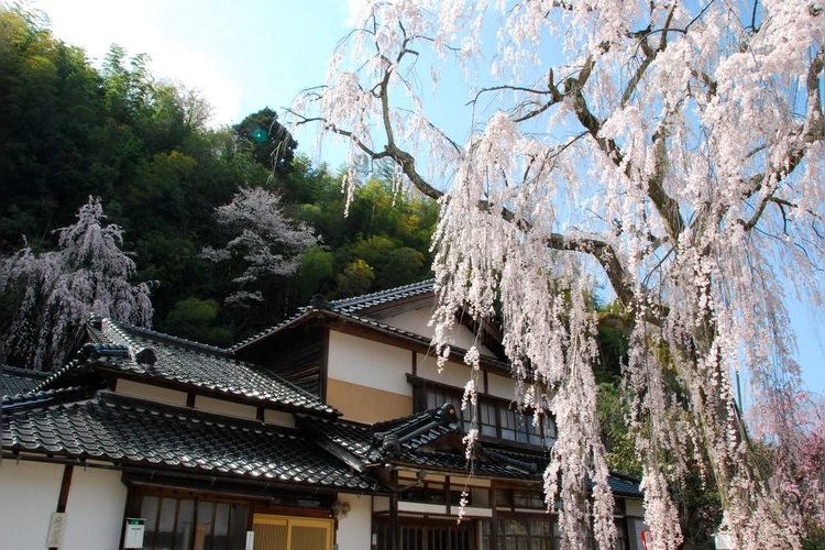 Kita Family's Weeping Cherry Tree