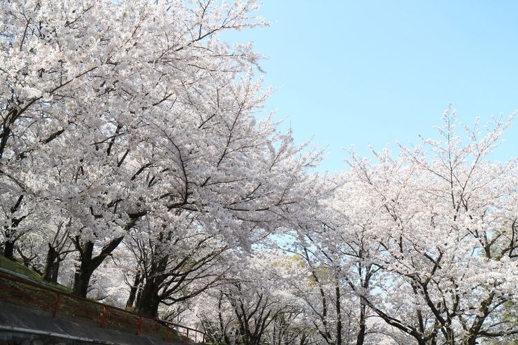 Asahiyama Forest Park