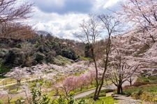 Tourist destination images of Utatsuyama Park(4)