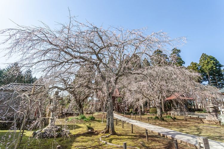 Myōken Hombū Chiba Jinja Shrine