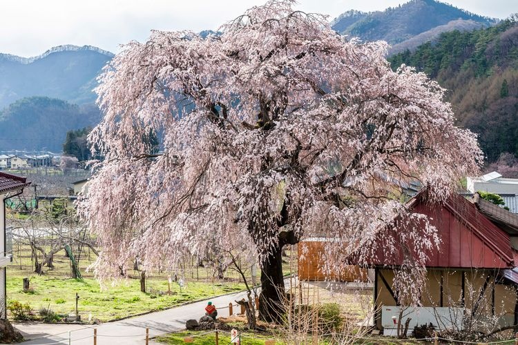 Nakashio's Weeping Cherry Tree