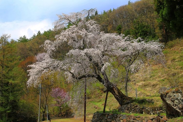 Sekiwa Kannon's Weeping Cherry Tree