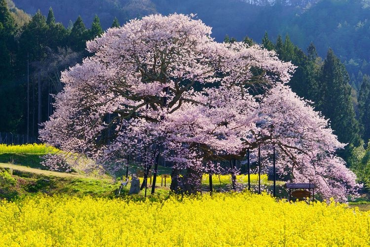 Kurobe's Edohigan Cherry Blossom