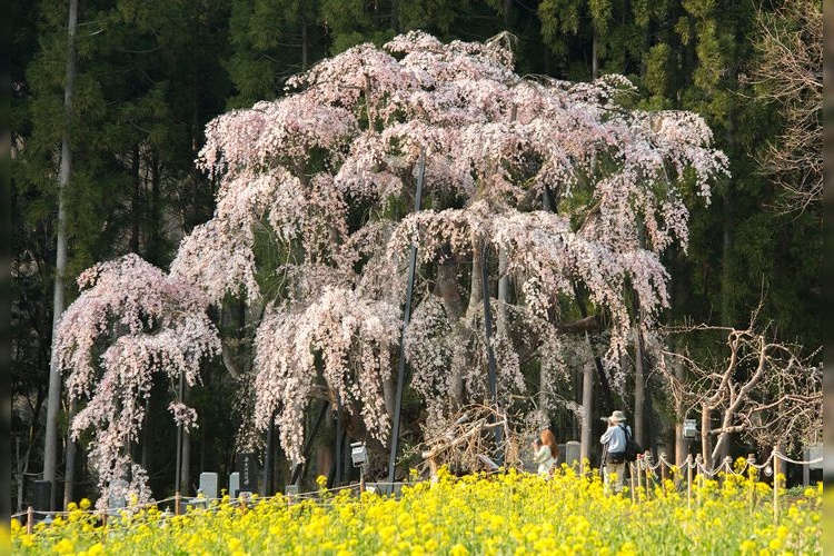 Tsuboi's Weeping Cherry Tree