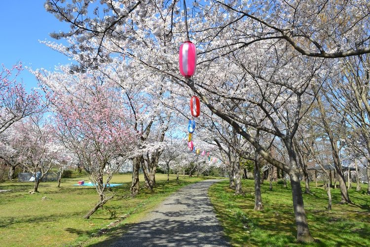 Ipponmatsu Park