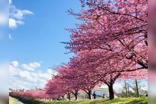 Tourist destination images of Aoi Sakura | Otogawa Riverbank(1)