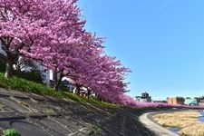 Tourist destination images of Aoi Sakura | Otogawa Riverbank(2)