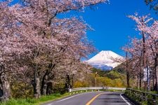 狩野川櫻花公園的觀光地圖片(3)