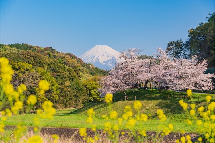 狩野川櫻花公園