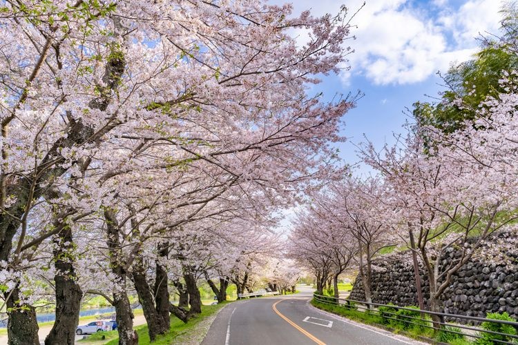 狩野川櫻花公園的觀光地圖片(2)