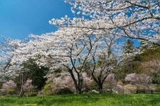 Tourist destination images of Sakurabuchi Park(1)