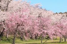 Tourist destination images of Suigen Park (Suigen Green Space)(1)