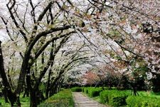 Tourist destination images of Shonai Ryokuchi Park(3)