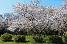 Tourist destination images of Heiwa Koen (Peace Park)(3)