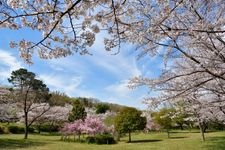 Tourist destination images of Heiwa Koen (Peace Park)(5)