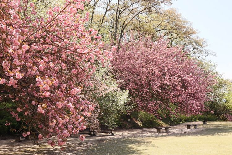 Hiroshima Botanical Garden