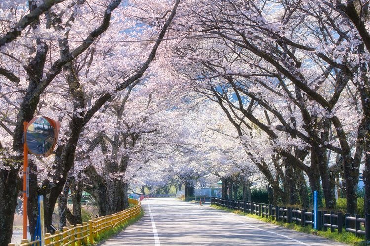 Ieyama Cherry Blossom Tunnel