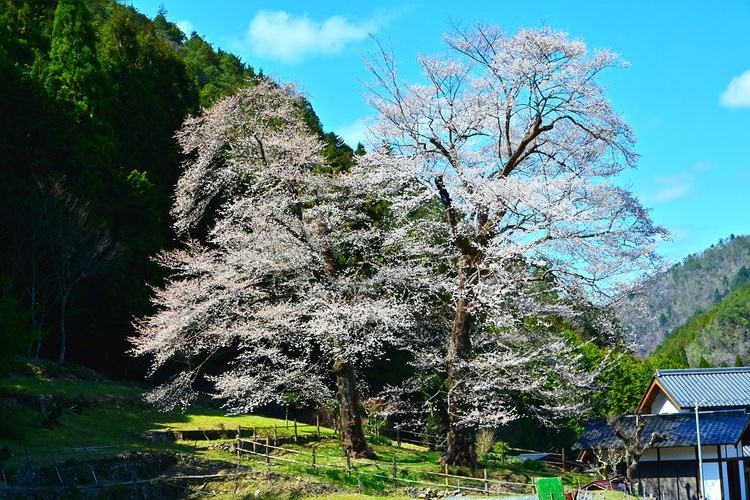 Naedazawa Sakura