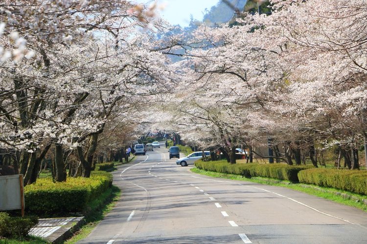 Teraoka-gahara Senbonzakura Park