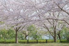 Tourist destination images of Mukaiyama Ryokuchi(1)