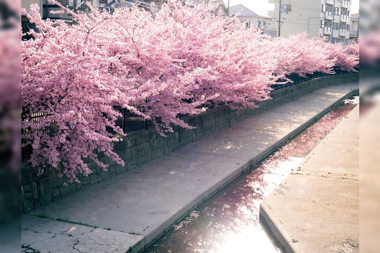 Kawazu Cherry Blossoms of the Yodo Waterway