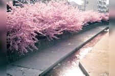 Tourist destination images of Kawazu Cherry Blossoms of the Yodo Waterway(1)