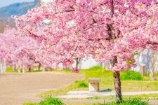 Tourist destination images of Kawazu Cherry Blossoms of the Yodo Waterway(2)