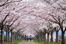 Tourist destination images of Ono Sakurazutsumi Corridor(1)