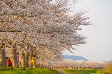 Tourist destination images of Ono Sakurazutsumi Corridor(2)