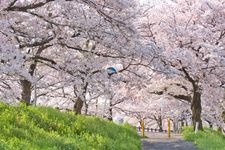 Tourist destination images of Takata Senbonzakura (Takata Thousand Cherry Blossoms)(2)