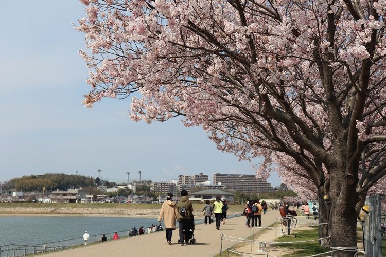 Sayama Pond Park