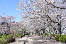 Tourist destination images of Shichitanigawa River Cherry Blossoms (Yawaragi no Michi)(2)
