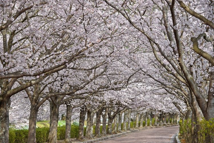 Shichitanigawa River Cherry Blossoms (Yawaragi no Michi)