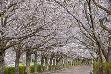 Tourist destination images of Shichitanigawa River Cherry Blossoms (Yawaragi no Michi)(1)