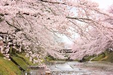 Tourist destination images of Shichitanigawa River Cherry Blossoms (Yawaragi no Michi)(2)