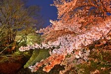 Tourist destination images of Shichitanigawa River Cherry Blossoms (Yawaragi no Michi)(3)