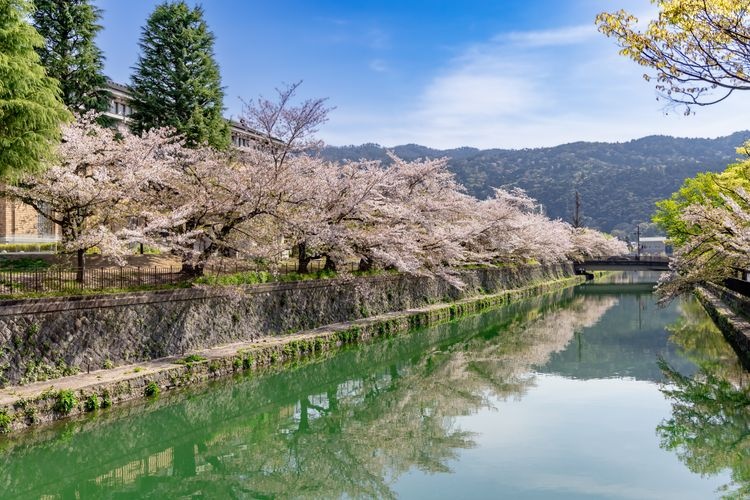 Okazaki Sakura Corridor