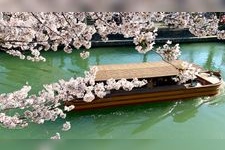 Tourist destination images of Okazaki Sakura Corridor(2)