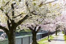 Tourist destination images of Okazaki Sakura Corridor(1)