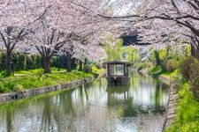 Tourist destination images of Okazaki Sakura Corridor(2)